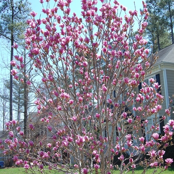 Magnolia 'Ann' (022142)