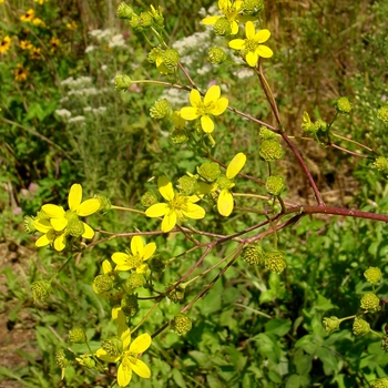 Silphium terebinthinaceum '' (022208)