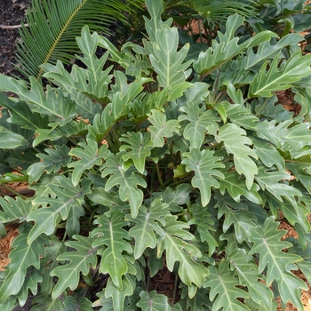 Philodendron 'Xanadu' (022273)
