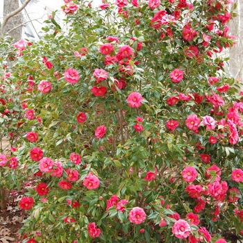 Camellia japonica 'Lady Clare' (022554)