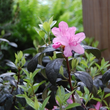 Rhododendron 'Olga Mezzit' (022570)