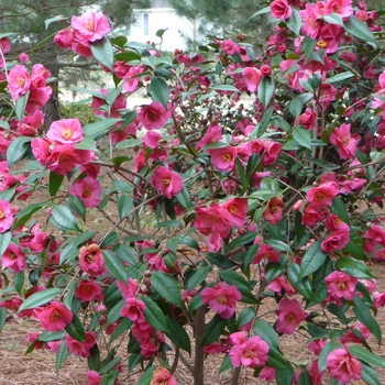 Camellia sasanqua 'Kanjiro' (022583)