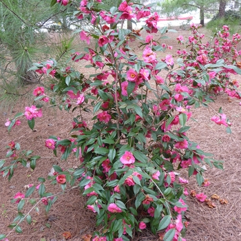 Camellia sasanqua 'Kanjiro' (022586)