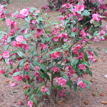 Camellia sasanqua 'Kanjiro' (022587)