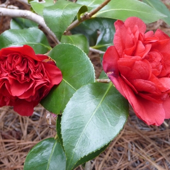 Camellia japonica 'Professor Sargent' (022590)
