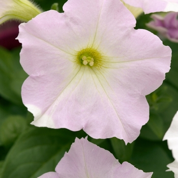 Petunia Wave® 'Misty Lilac' (022884)