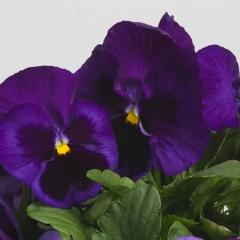 Viola x wittrockiana Majestic Giants II '' (023755)