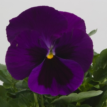 Viola x wittrockiana Majestic Giants II '' (023787)