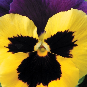 Viola x wittrockiana Delta™ Premium 'Yellow w/Purple Wing' (023850)