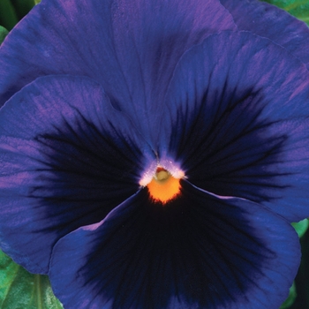 Viola x wittrockiana Colossus™ 'Deep Blue w/Blotch' (023851)