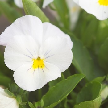 Viola cornuta Venus 'White' (024101)
