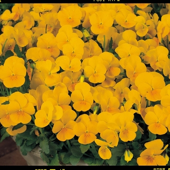 Viola cornuta Venus 'Yellow' (024103)