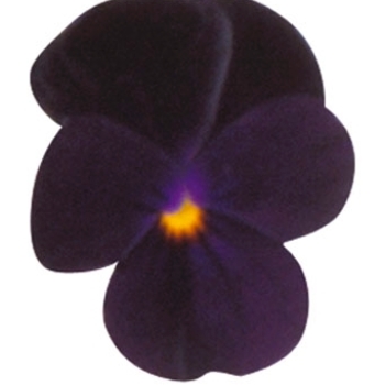 Viola cornuta Venus 'Black' (024109)