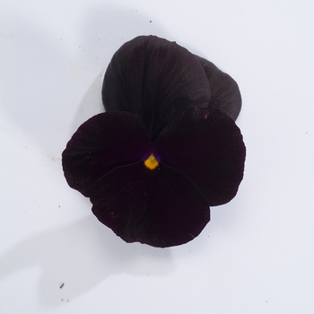 Viola cornuta Venus 'Black' (024110)
