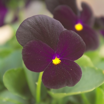 Viola cornuta Venus 'Black' (024111)