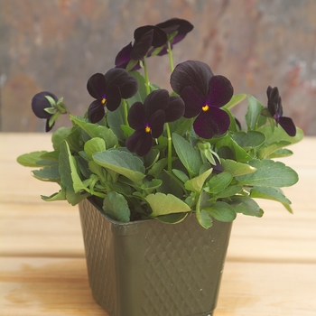 Viola cornuta Venus 'Black' (024112)