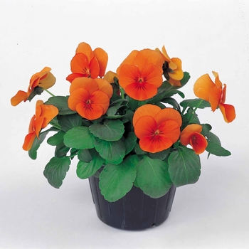 Viola cornuta Venus 'Deep Orange' (024115)