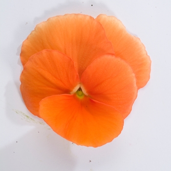 Viola cornuta Venus 'Deep Orange' (024116)