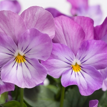 Viola cornuta Venus 'Lavender Pink' (024117)