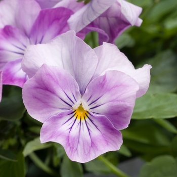 Viola cornuta Venus 'Lavender Pink' (024119)