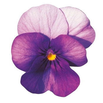 Viola cornuta Venus 'Light Blue' (024122)
