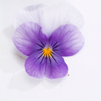 Viola cornuta Venus 'Light Blue' (024123)