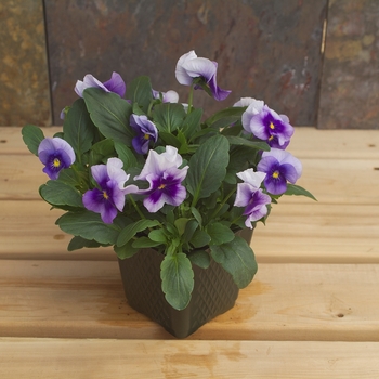 Viola cornuta Venus 'Light Blue' (024124)