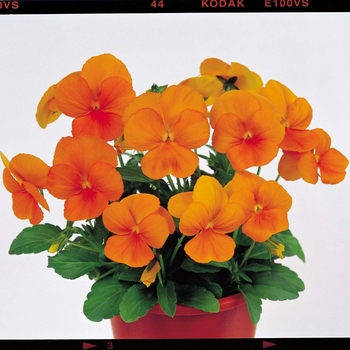 Viola cornuta Venus 'Orange' (024125)