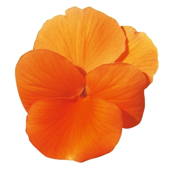 Viola cornuta Venus 'Orange' (024126)