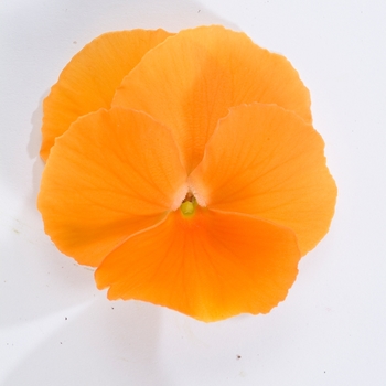 Viola cornuta Venus 'Orange' (024127)