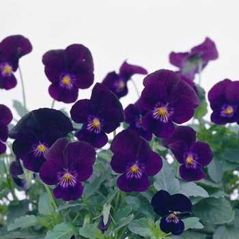 Viola cornuta Venus 'Purple' (024130)