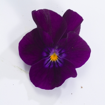 Viola cornuta Venus 'Purple' (024132)