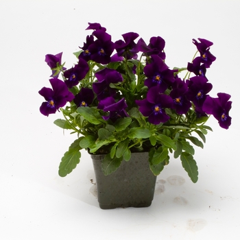 Viola cornuta Venus 'Purple' (024133)