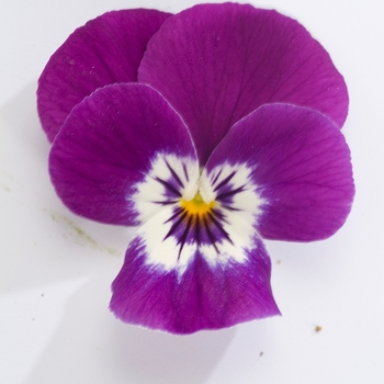 Viola cornuta Venus 'Purple Wing' (024135)