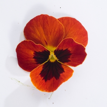 Viola cornuta Venus 'Red w/Blotch' (024141)