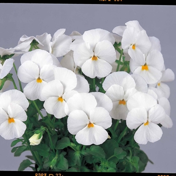 Viola cornuta Venus 'White Improved' (024147)
