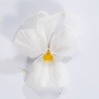 Viola cornuta Venus 'White Improved' (024149)