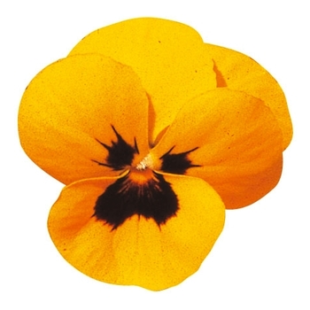 Viola cornuta Venus 'Yellow w/Blotch' (024152)
