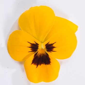 Viola cornuta Venus 'Yellow w/Blotch' (024153)