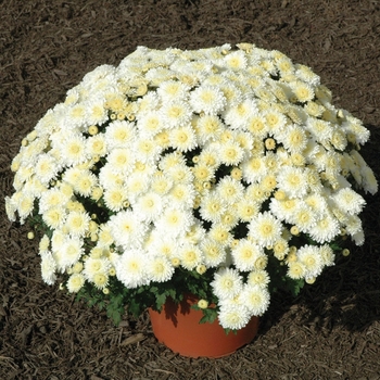 Chrysanthemum x morifolium 'Frosty Cheryl' (024161)