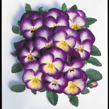 Viola x wittrockiana Ultima 'Radiance Violet' (024246)