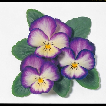 Viola x wittrockiana Ultima 'Radiance Violet' (024247)