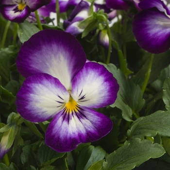 Viola x wittrockiana Ultima 'Radiance Violet' (024248)