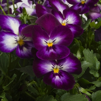 Viola x wittrockiana Ultima 'Radiance Violet' (024250)