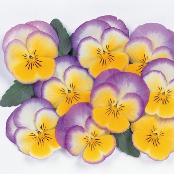 Viola x wittrockiana Ultima 'Radiance Lilac' (024251)