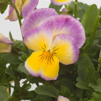 Viola x wittrockiana Ultima 'Radiance Lilac' (024255)