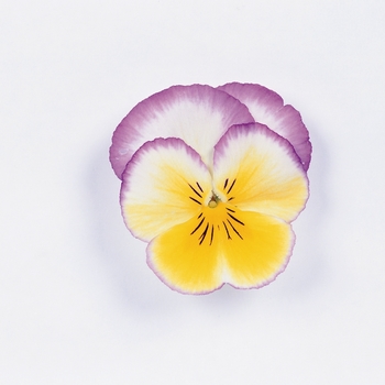 Viola x wittrockiana Ultima 'Radiance Lilac' (024256)
