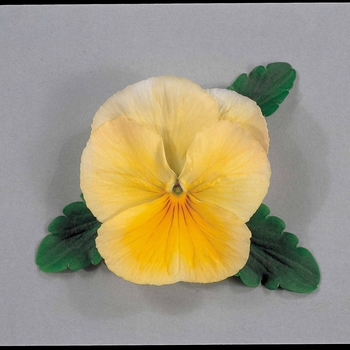 Viola x wittrockiana Ultima 'Salmon Yellow' (024258)