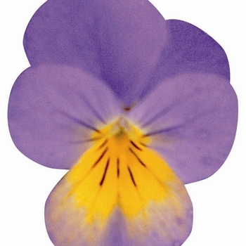 Viola cornuta Rebelina 'Blue & Yellow' (024295)