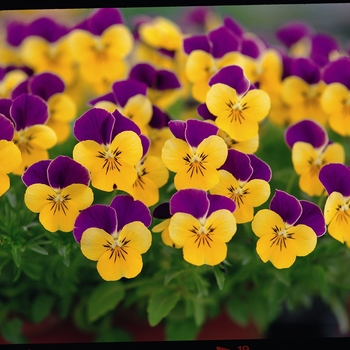 Viola cornuta Rebelina 'Purple & Yellow' (024302)